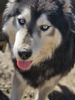 Beast, a male Siberian Husky for sale in Eggleston, VA – 2 of 2