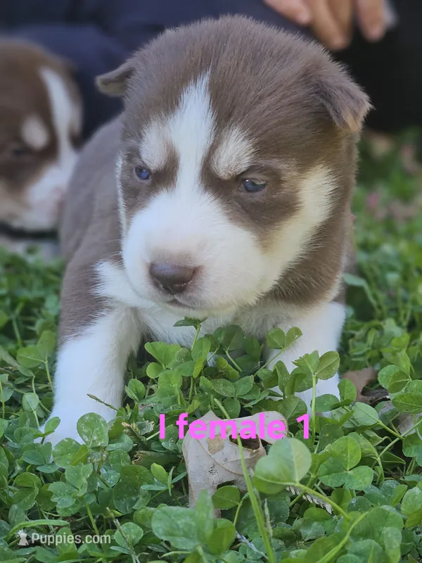 Monday – Siberian Husky puppy for sale in Eggleston, VA