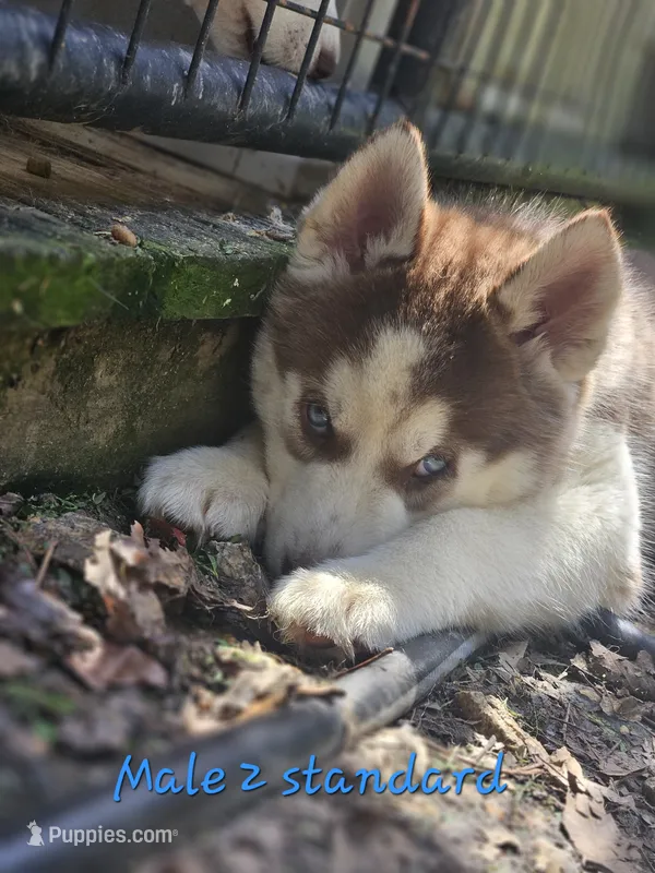 Aries – Siberian Husky puppy for sale in Eggleston, VA