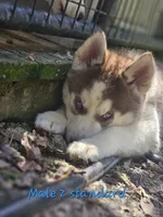 Aries, a male Siberian Husky for sale in Eggleston, VA – 1 of 3