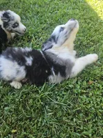 Bo, a male Miniature Australian Shepherd for sale in Eggleston, VA – 4 of 7