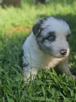 June, a female Miniature Australian Shepherd for sale in Eggleston, VA – 1 of 2