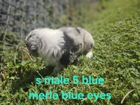 Cookie, a male Australian Shepherd and Miniature American Shepherd for sale in Eggleston, VA – 2 of 2