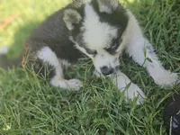 Havoc, a male Siberian Husky for sale in Eggleston, VA – 5 of 8
