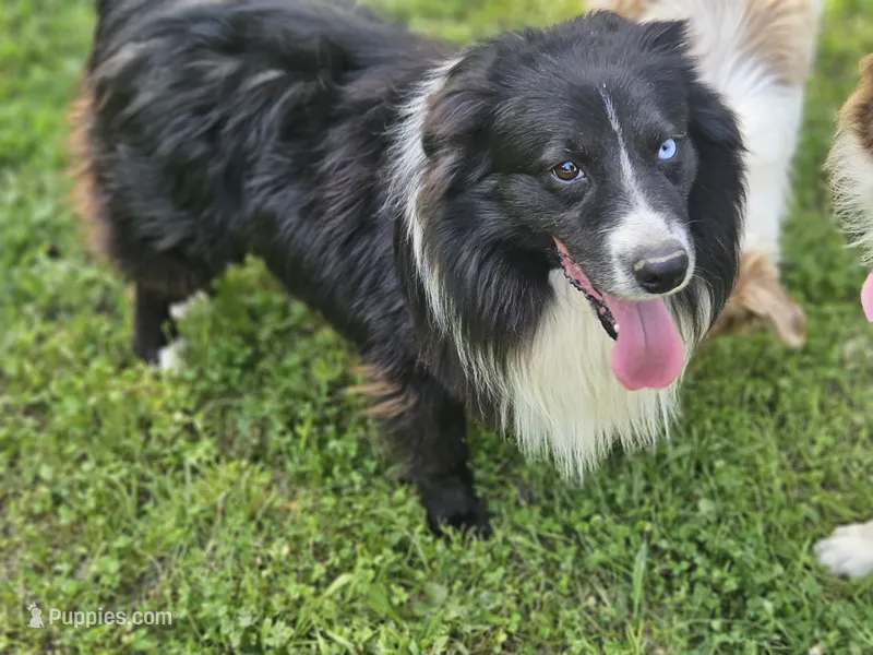 Oreo mini aussie – Australian Shepherd puppy for sale in Eggleston, VA