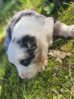 Marble merle May, a female Australian Shepherd for sale in Eggleston, VA – 2 of 3