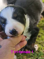 Anna, a female Australian Shepherd for sale in Eggleston, VA – 3 of 3