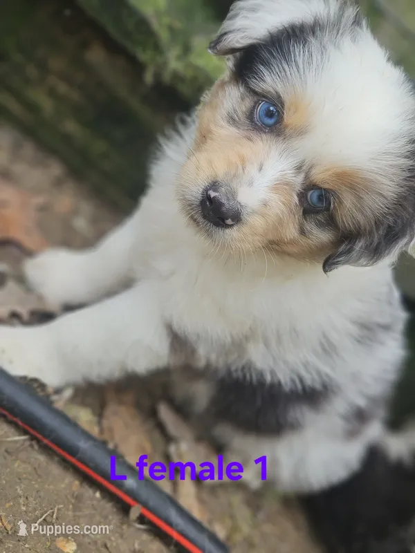 April – Miniature Australian Shepherd puppy for sale in Eggleston, VA