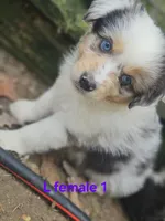 April, a female Miniature Australian Shepherd for sale in Eggleston, VA – 1 of 2