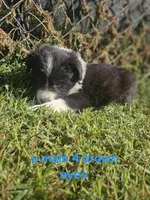 Sunny, a male Australian Shepherd and Miniature American Shepherd for sale in Eggleston, VA – 2 of 2