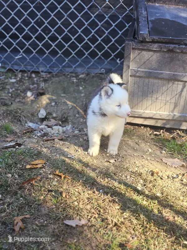 Aspen – Siberian Husky puppy for sale in Eggleston, VA