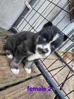Chaos, a female Siberian Husky for sale in Eggleston, VA – 1 of 1