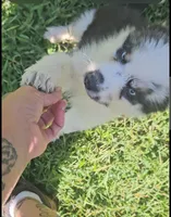 Havoc, a male Siberian Husky for sale in Eggleston, VA – 4 of 8