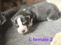 Bree, a female Siberian Husky for sale in Eggleston, VA – 1 of 1