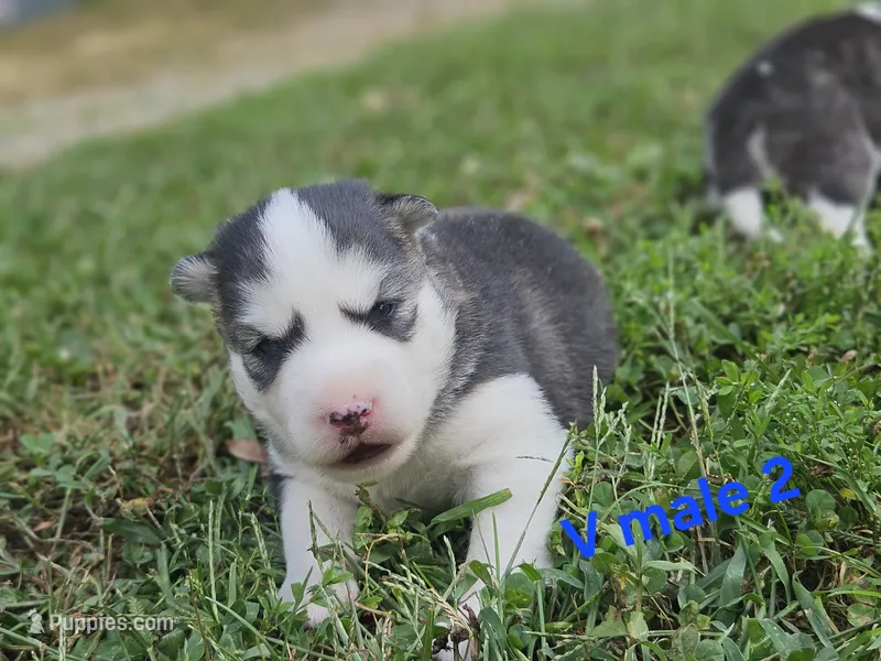 Aspen – Siberian Husky puppy for sale in Eggleston, VA