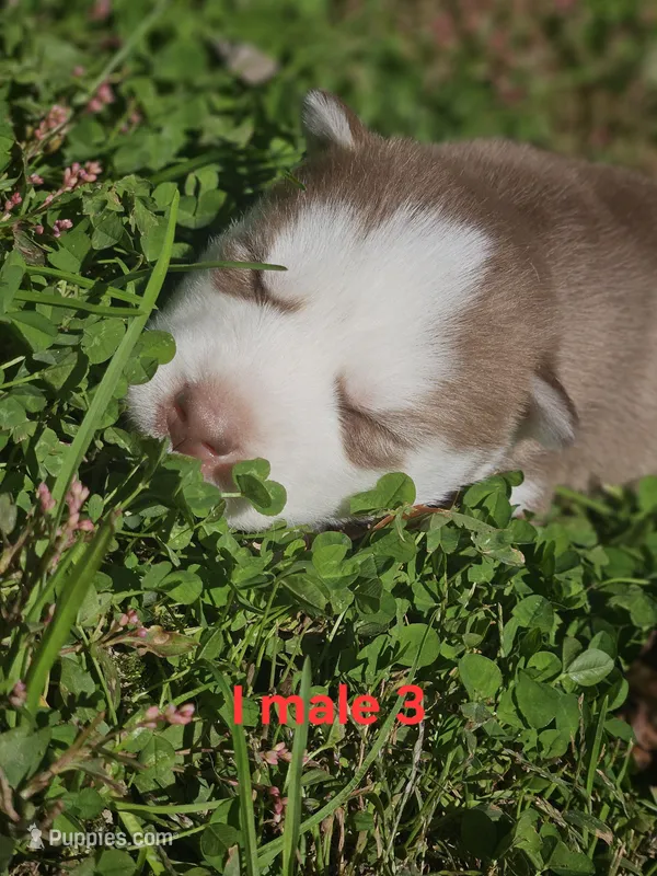 Stormy – Siberian Husky puppy for sale in Eggleston, VA