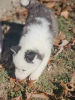 Aspen, a male Siberian Husky for sale in Eggleston, VA – 3 of 5