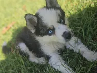 Havoc, a male Siberian Husky for sale in Eggleston, VA – 8 of 8