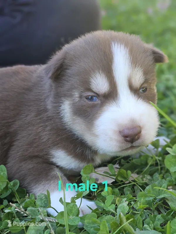 Thunder – Siberian Husky puppy for sale in Eggleston, VA
