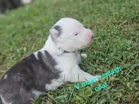Avalanche, a male Siberian Husky for sale in Eggleston, VA – 3 of 3