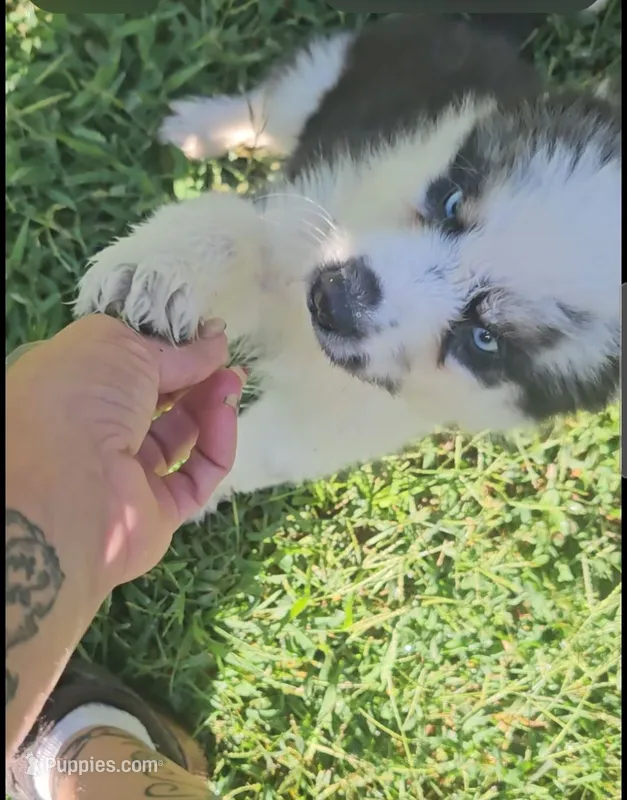 Havoc – Siberian Husky puppy for sale in Eggleston, VA