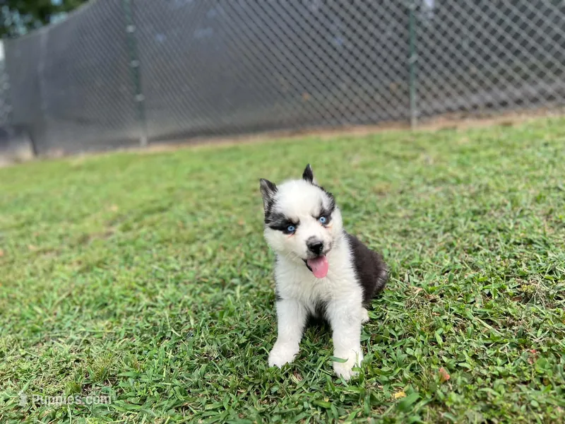 Havoc – Siberian Husky puppy for sale in Eggleston, VA
