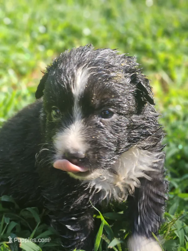 July – Australian Shepherd puppy for sale in Eggleston, VA