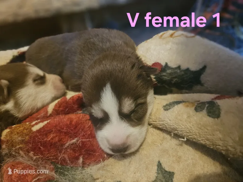 Monday – Siberian Husky puppy for sale in Eggleston, VA