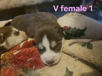 Monday, a female Siberian Husky for sale in Eggleston, VA – 1 of 1