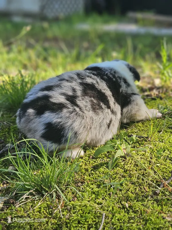 Marble merle May – Australian Shepherd puppy for sale in Eggleston, VA