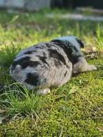 Marble merle May, a female Australian Shepherd for sale in Eggleston, VA – 1 of 3