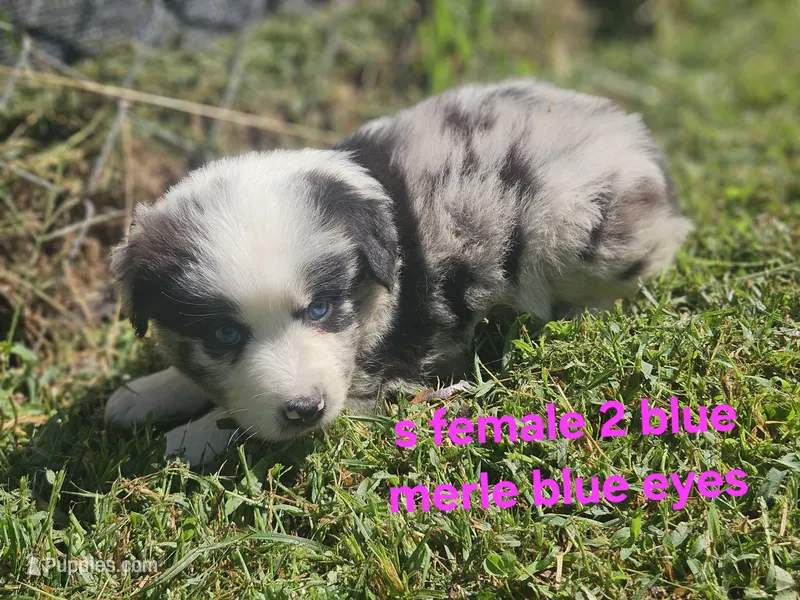 Thursday – Australian Shepherd, Miniature American Shepherd puppy for sale in Eggleston, VA