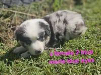 Thursday, a female Australian Shepherd and Miniature American Shepherd for sale in Eggleston, VA – 1 of 2