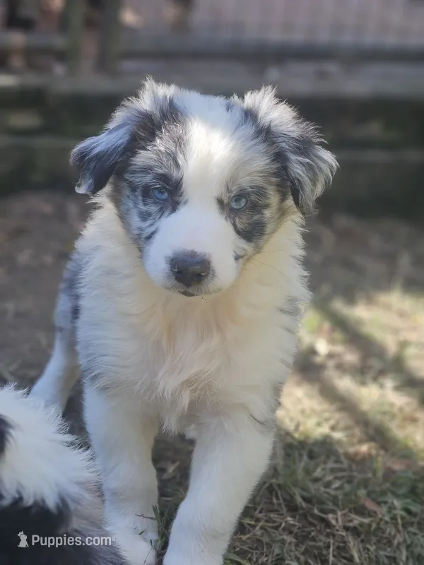 Cookie – Miniature Australian Shepherd puppy for sale in Eggleston, VA
