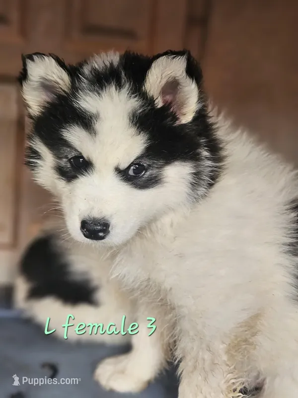 May, a female Siberian Husky for sale in Eggleston, VA – Photo 1 of 2