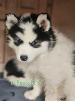 May, a female Siberian Husky for sale in Eggleston, VA – Photo 1 of 2