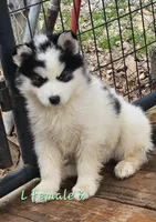 May, a female Siberian Husky for sale in Eggleston, VA – Photo 2 of 2