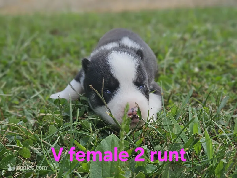 Amber – Siberian Husky puppy for sale in Eggleston, VA