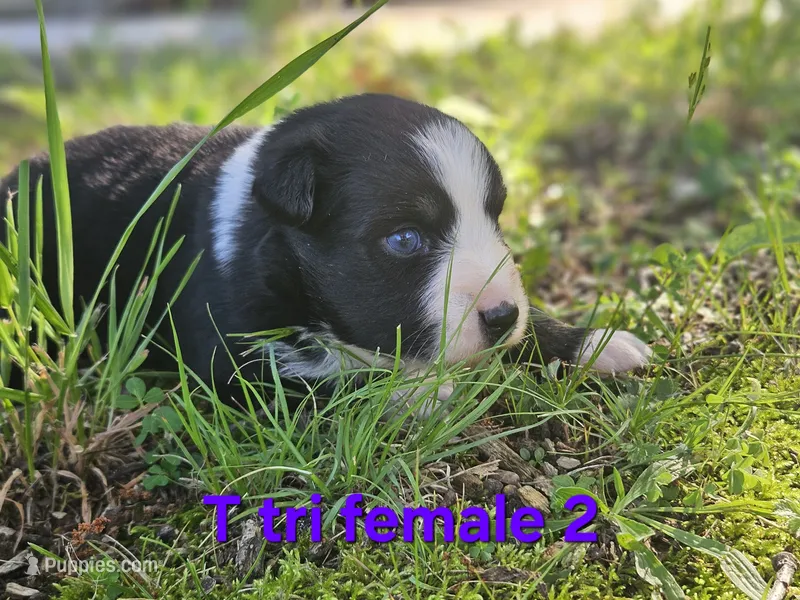 Bella – Australian Shepherd puppy for sale in Eggleston, VA