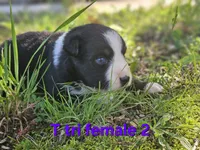 Bella, a female Australian Shepherd for sale in Eggleston, VA – 1 of 3
