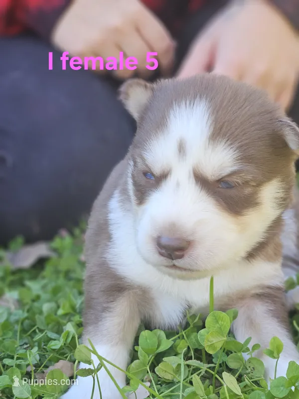 Thursday – Siberian Husky puppy for sale in Eggleston, VA
