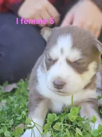 Thursday, a female Siberian Husky for sale in Eggleston, VA – 1 of 1
