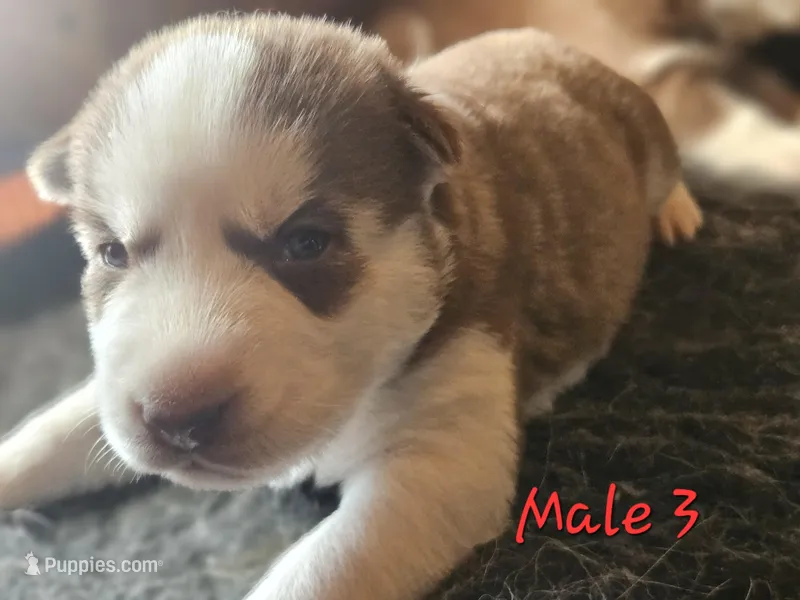 Lee, a male Siberian Husky for sale in Eggleston, VA – Photo 1 of 1