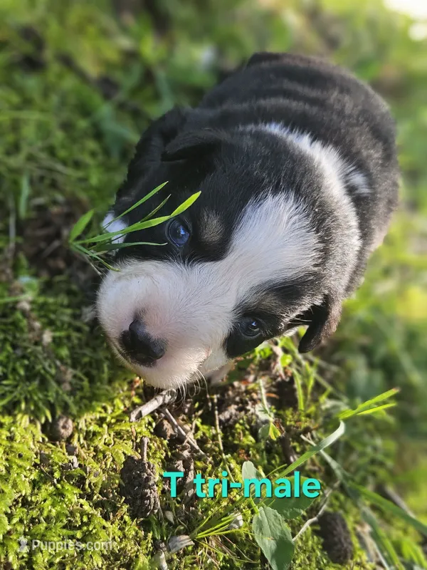Cookie – Australian Shepherd puppy for sale in Eggleston, VA