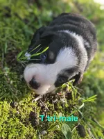 Cookie, a male Australian Shepherd for sale in Eggleston, VA – 1 of 3