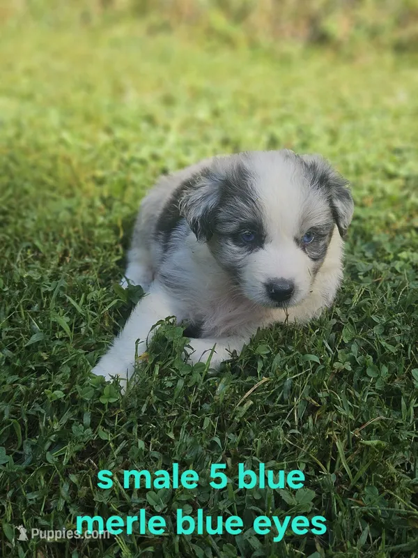 Cookie – Australian Shepherd, Miniature American Shepherd puppy for sale in Eggleston, VA