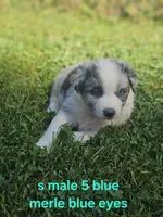 Cookie, a male Australian Shepherd and Miniature American Shepherd for sale in Eggleston, VA – 1 of 2