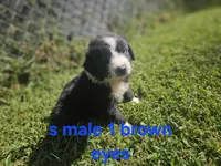 Oreo, a male Australian Shepherd and Miniature American Shepherd for sale in Eggleston, VA – 2 of 2