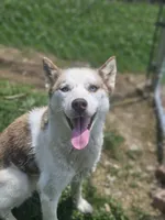 Arie, a female Siberian Husky for sale in Eggleston, VA – 3 of 5