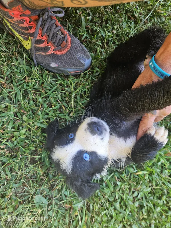 Bear – Australian Shepherd puppy for sale in Eggleston, VA